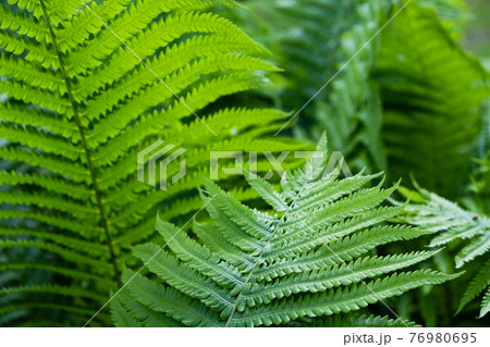 Green flowering fern in spring forest 76980695