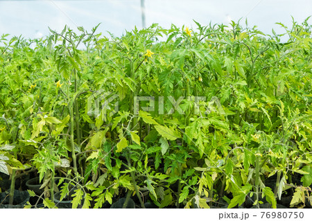 Tomato seedling in tray for sprout in greenhouseの写真素材