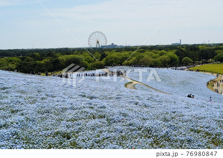 青空を背景に満開のネモフィラの咲く茨城県ひたち海浜公園の風景 青空を背景に満開のネモフィラの咲く茨城県ひたち海浜公園の風景 76980847