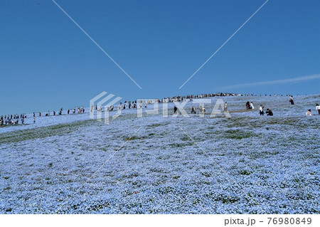 青空を背景に満開のネモフィラの咲く茨城県ひたち海浜公園の風景 青空を背景に満開のネモフィラの咲く茨城県ひたち海浜公園の風景 76980849