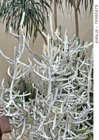 Vertical green plant and white cactus natural decoration in the greenhouse Vertical green plant and white cactus natural decoration in the greenhouse 76980879