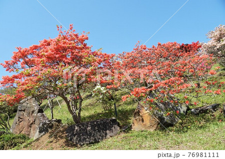 茨城県笠間市　青空を背景に満開のヤマツツジの咲く笠間つつじ公園の風景 76981111