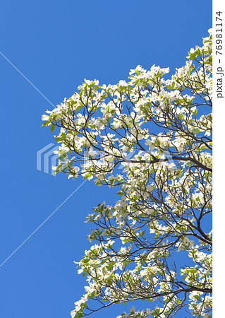 ハナミズキ 76981174