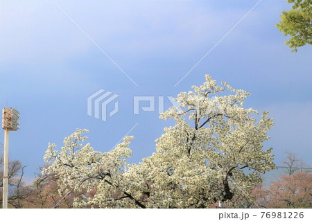 白い桜と青空 白い桜と青空 76981226