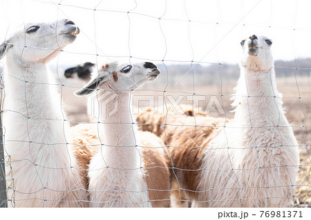 Cute animal alpaka lama on farm outdoors 76981371