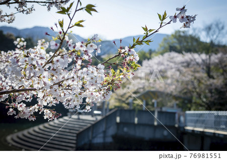 公園の桜 76981551