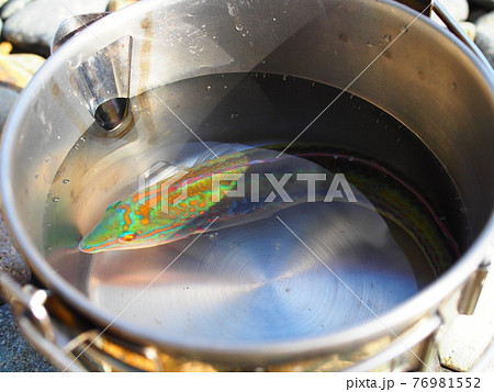 鍋に入った魚 釣れた魚 調理前の魚 釣り 鍋に入った魚 釣れた魚 調理前の魚 釣り 76981552