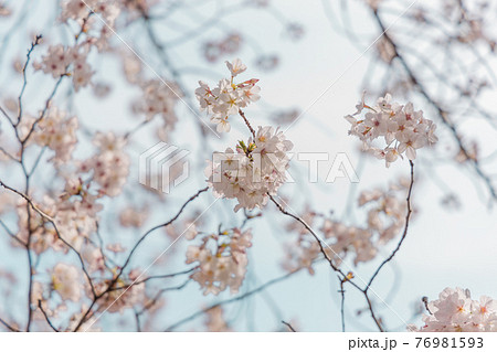 神奈川県稲城市三沢川の桜並木 76981593