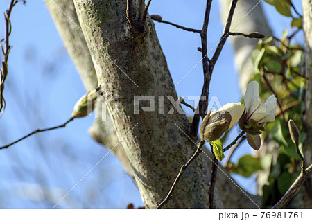 ハクモクレンの花 76981761