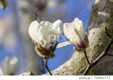 ハクモクレンの花と青空 ハクモクレンの花と青空 76981773