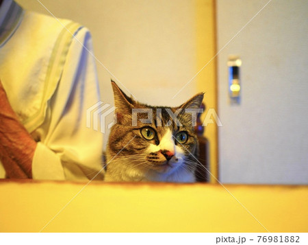 大人しく座る猫 座るねこ 大人しい猫 大人しく座る猫 座るねこ 大人しい猫 76981882