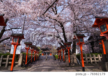 桜のアーチ 76982179