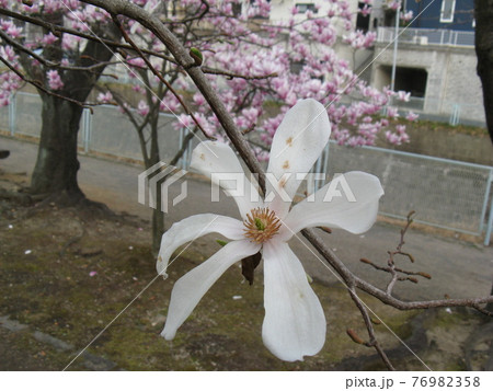 コブシやモクレンの仲間ですが花の香りが良い コブシやモクレンの仲間ですが花の香りが良い 76982358