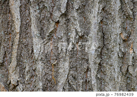 樹木 樹皮のテクスチャー 背景素材の写真素材