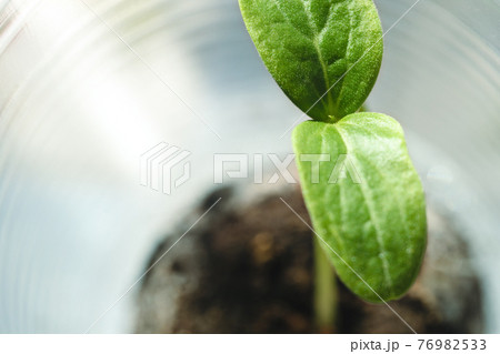 Green sprout growing from peat pellet. 76982533