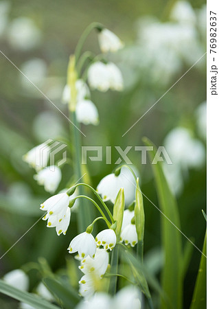 Close up of white snowflakes flowers in sunny day in a forest. 76982637
