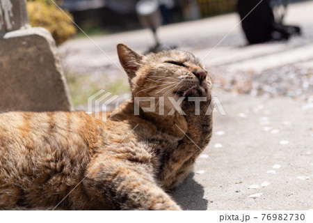 毛づくろいする猫 毛づくろいする猫 76982730