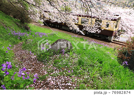桜の花びら散る地面の絨毯模様「わたらせ渓谷鐵道を背景に」 桜の花びら散る地面の絨毯模様「わたらせ渓谷鐵道を背景に」 76982874