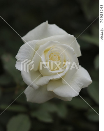 美しい薔薇 76983243