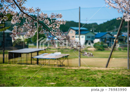 桜と野球場 桜と野球場 76983990