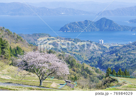 松尾の一本桜　 76984029