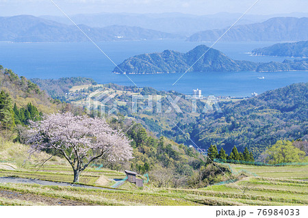 松尾の一本桜　 76984033