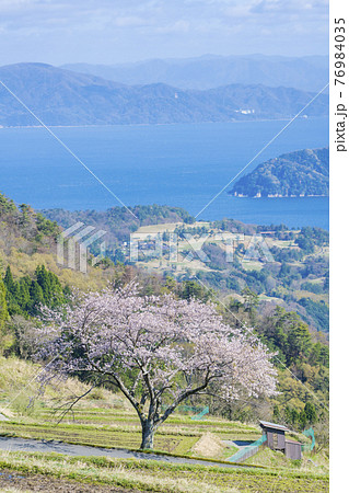 松尾の一本桜　 76984035