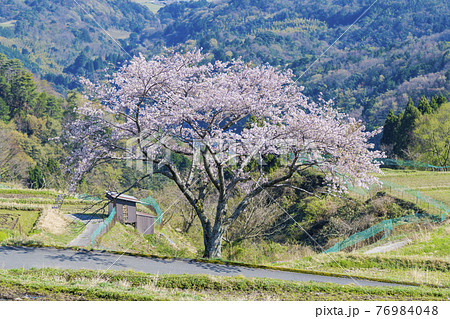 松尾の一本桜　 76984048