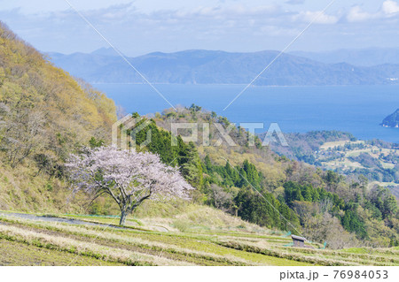 松尾の一本桜　 76984053