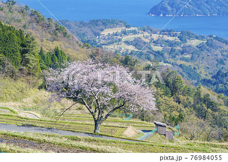 松尾の一本桜　 76984055