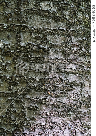 【樹木】樹皮のテクスチャー・背景素材 76984068
