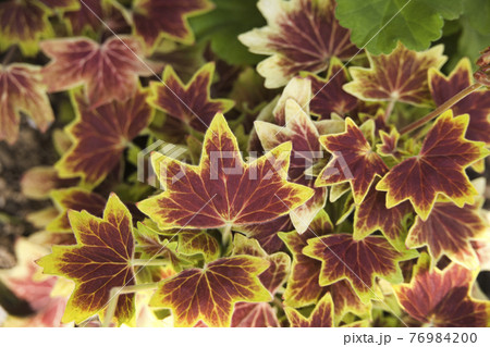 縁どりが美しいモミジバゼラニウムの葉の写真素材