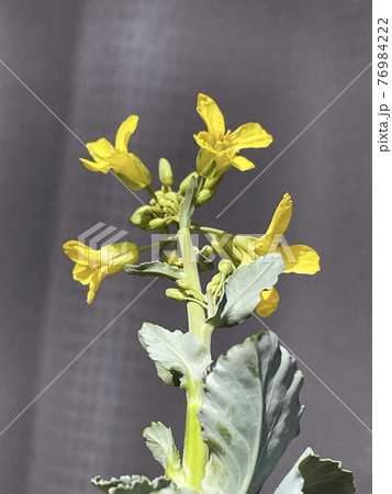 菜の花_キャベツ2 76984222