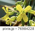 菜の花_キャベツ1 76984228