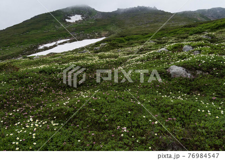チングルマのお花畑と雲に覆われたトムラウシ山 76984547