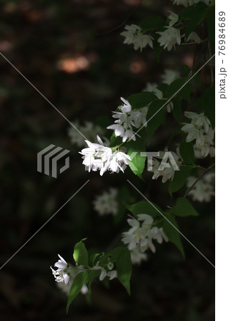 春の花木・ヒメウツギ 春の花木・ヒメウツギ 76984689