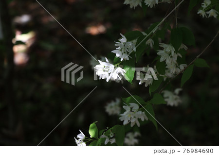 春の花木・ヒメウツギ 76984690