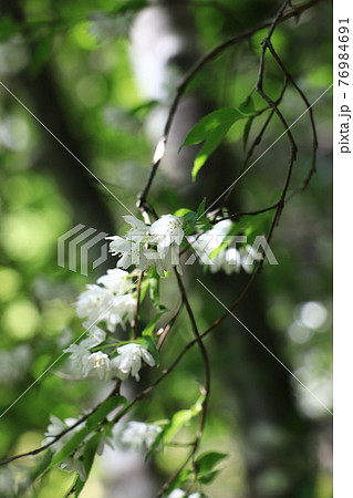 春の花木・ヒメウツギ 春の花木・ヒメウツギ 76984691