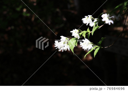 春の花木・ヒメウツギ 春の花木・ヒメウツギ 76984696