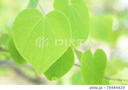ハート型の葉っぱの写真素材