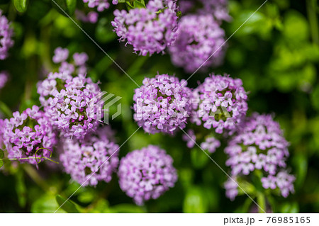 クリーピングタイムの花 76985165