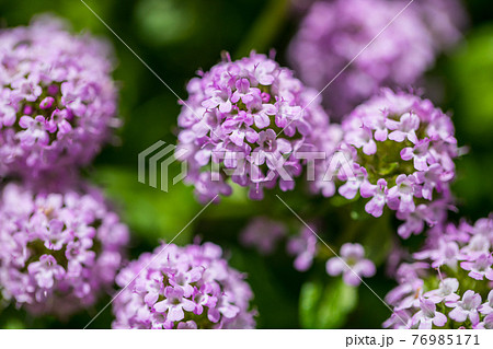 クリーピングタイムの花の写真素材