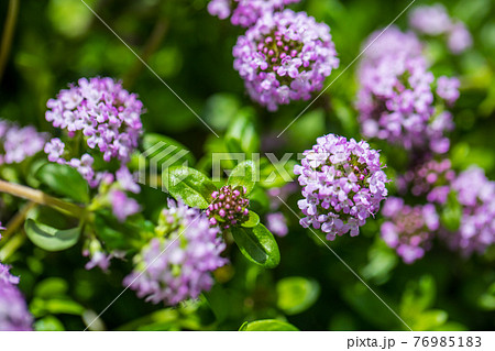 クリーピングタイムの花 76985183