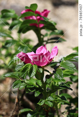 花言葉は旅の楽しさ ハマナスの写真素材