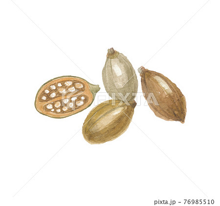 バオバブの実 76985510