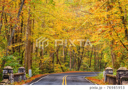 Autumn roads in Pisgah National Forest, North Carolina, USA Autumn roads in Pisgah National Forest, North Carolina, USA 76985953