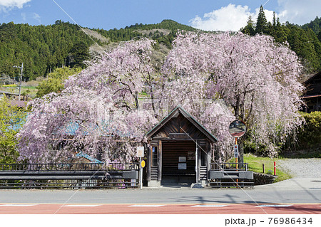 東京檜原村　人里バス停のしだれ桜　4月 76986434