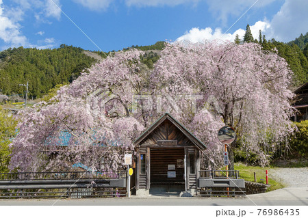 東京檜原村　人里バス停のしだれ桜　4月 76986435