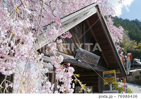 東京檜原村　人里バス停のしだれ桜　4月 76986436