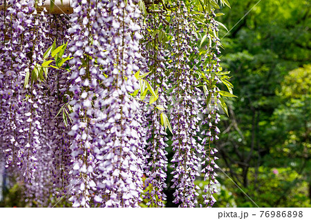 埼玉県春日部市　牛島の藤　藤花園 76986898